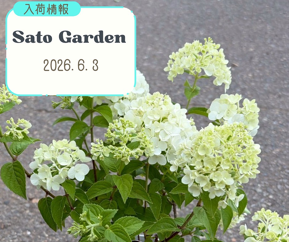 【入荷情報】2026.6.3②