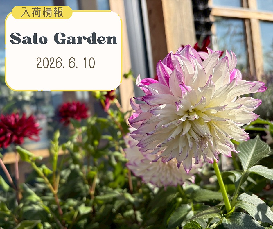 【入荷情報】2026.6.10②