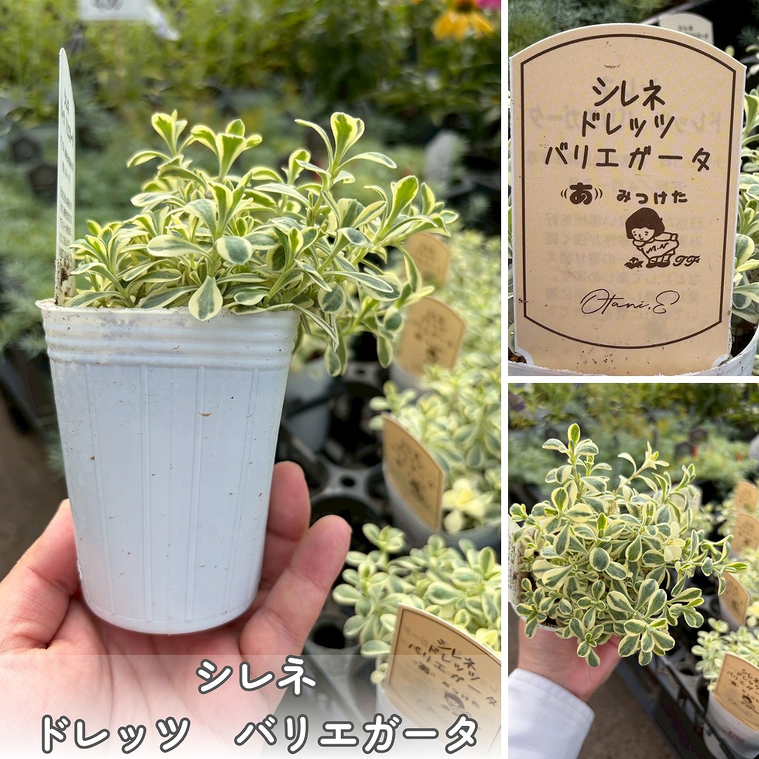 入荷情報】2026.6.17｜【佐藤園芸】長野市でご自宅のエクステリアを