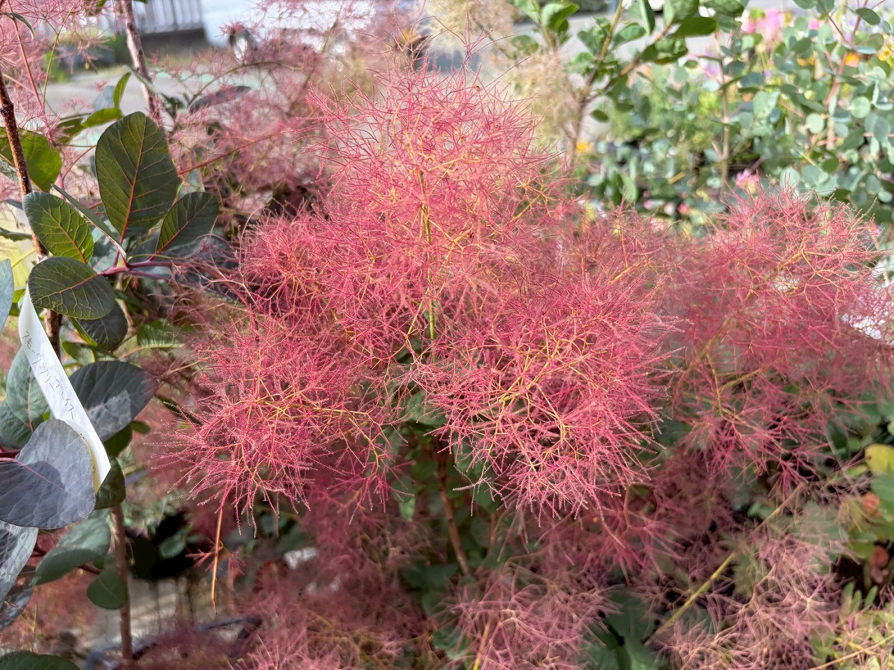コラム】もふもふが可愛いスモークツリーの魅力✨｜【佐藤園芸】長野市