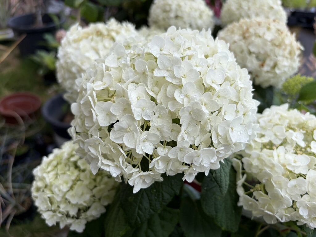 【コラム】初夏を彩る真っ白なアナベルをご紹介!✨