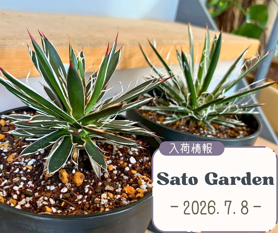 【入荷情報】2026.7.8