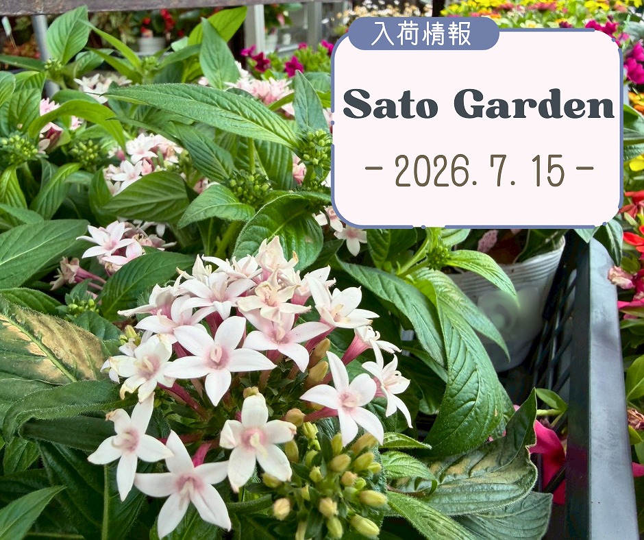 【入荷情報】2026.7.15