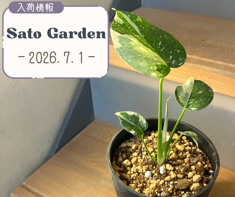 【入荷情報】2026.7.1