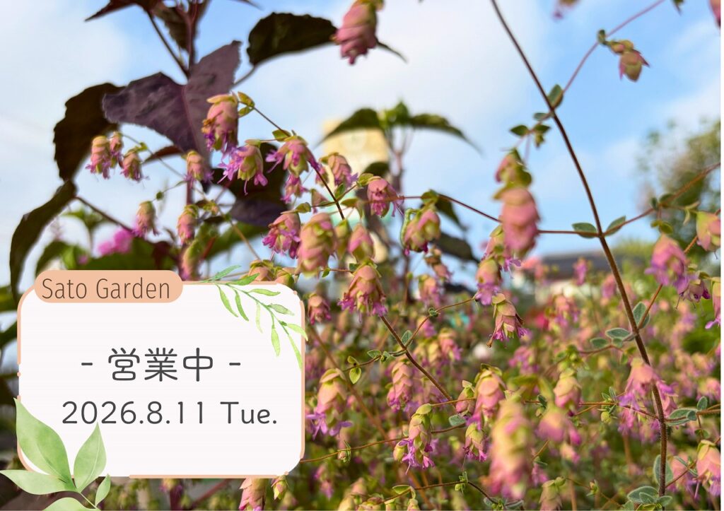 【お知らせ】本日営業しております! ‐ 8月11日(火・祝)‐