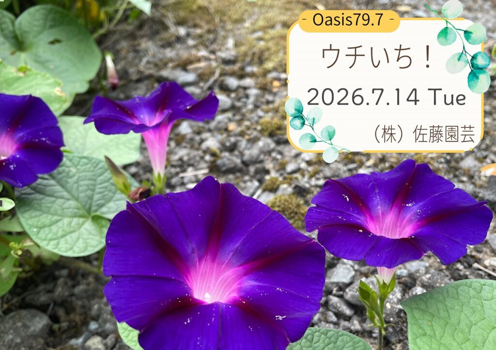 【Oasis79.7 ウチいち！】夏の庭は「朝10分」で差がつく！‐夏のお手入れ4つのポイント‐