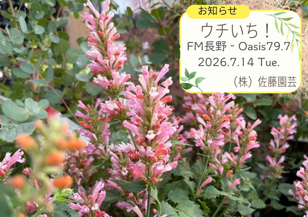 【お知らせ】2026.7.14 - FM長野 Oasis79.7~ウチいち