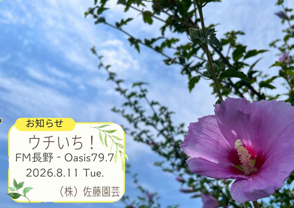 【お知らせ】2026.8.11- FM長野 Oasis79.7~ウチいち