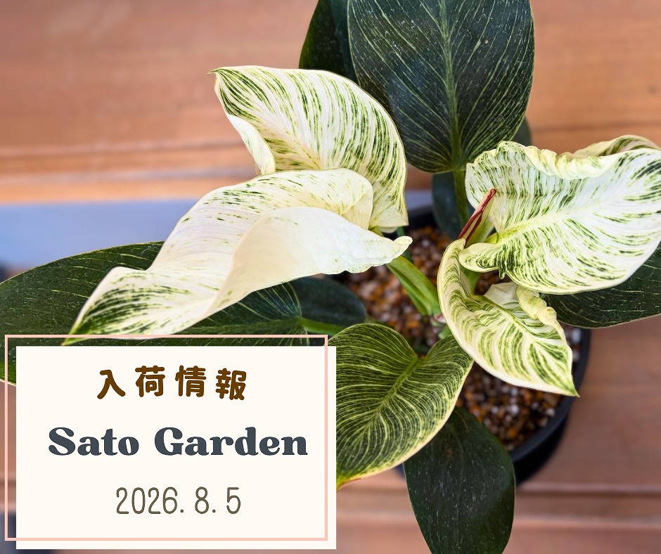 【入荷情報】2026.8.5