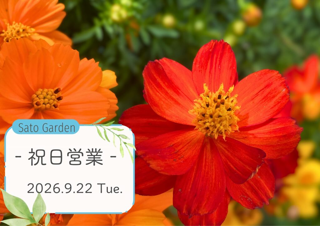【お知らせ】本日営業しております! ‐ 9月22日(火・祝)‐