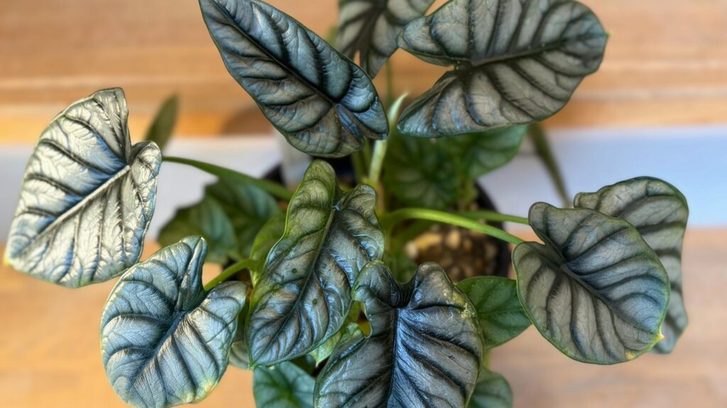 【コラム】美しい葉模様に魅了される「個性派観葉植物」