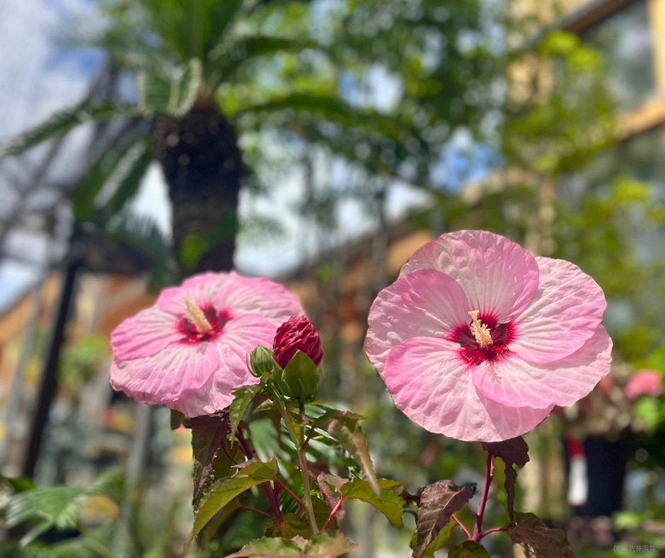 【コラム】夏の花🌺ハイビスカス・サマリフィック