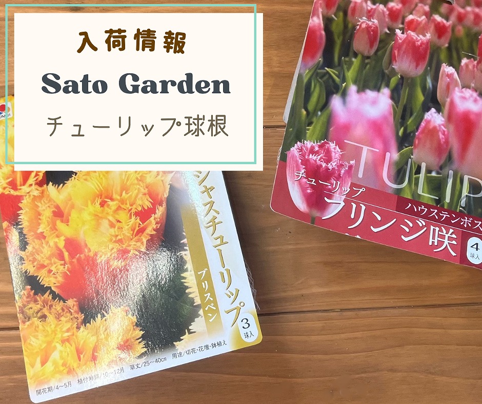 【入荷情報】チューリップ球根