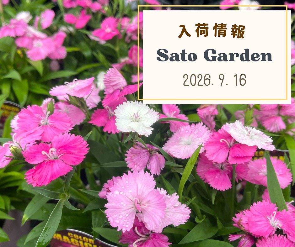 【入荷情報】2026.9.16(1)