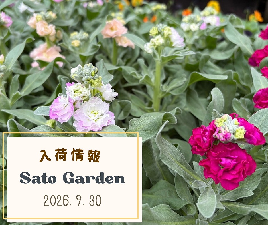 【入荷情報】2026.9.30