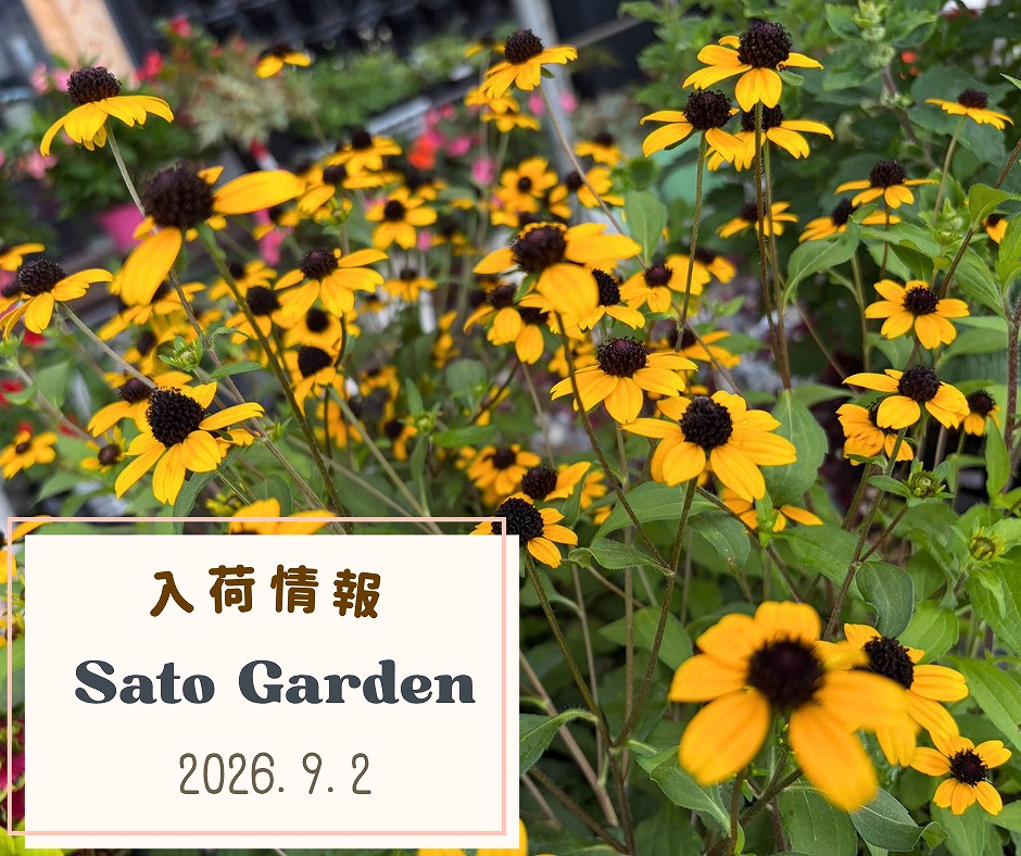 【入荷情報】2026.9.2