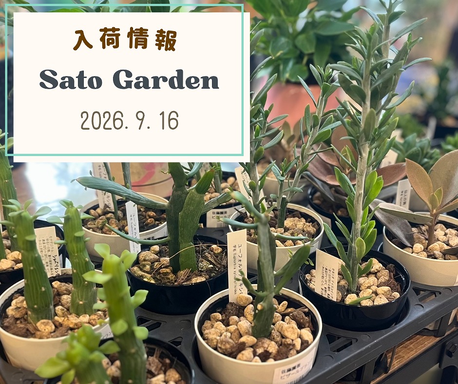 【入荷情報】2026.9.16(2)