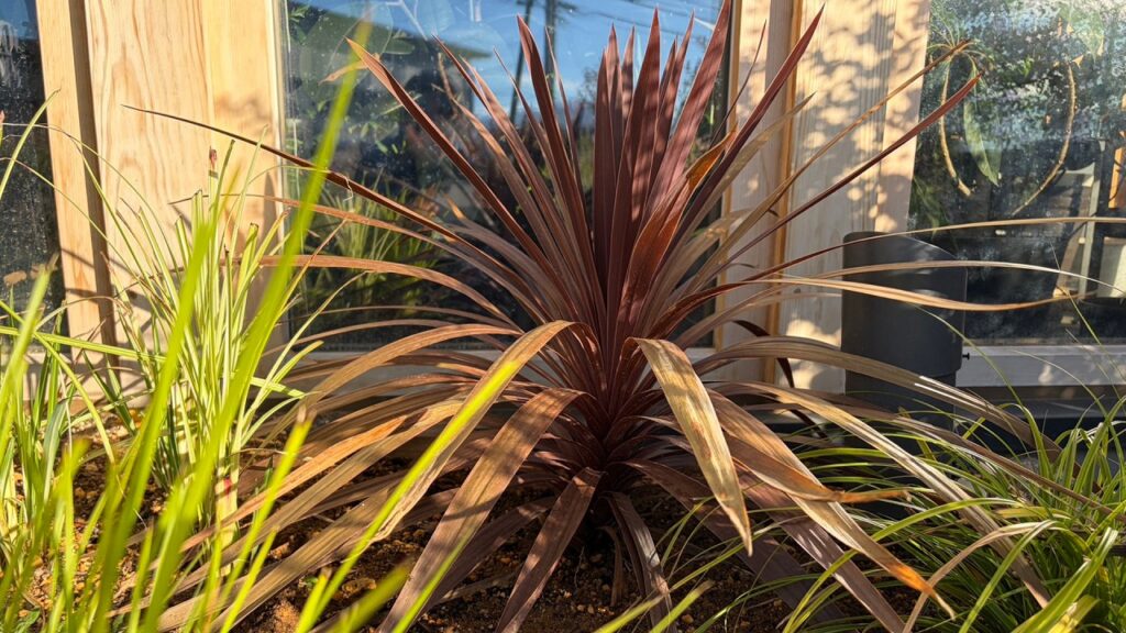 【コラム】お庭や寄せ植えのアクセントに!コルジリネの魅力✨