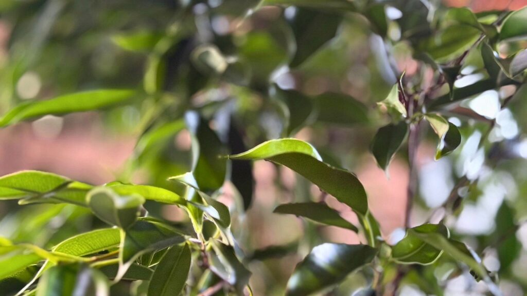 【コラム】寒くなる前に知っておきたい!長野の秋冬・観葉植物の正しい育て方と管理のコツ