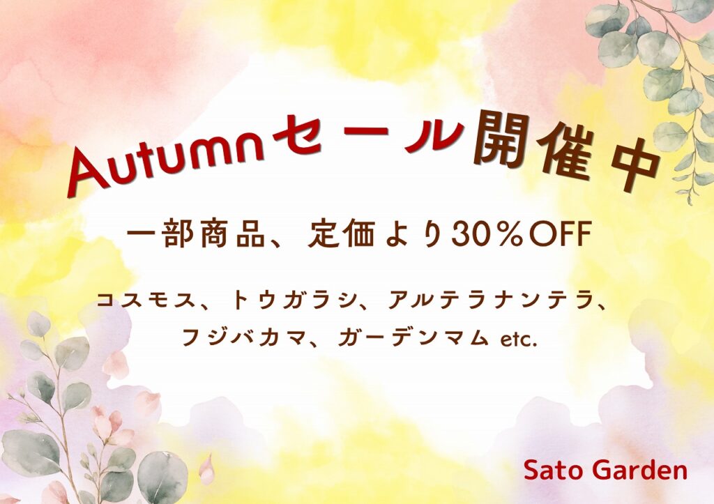 【お知らせ】Autumnセール開催中