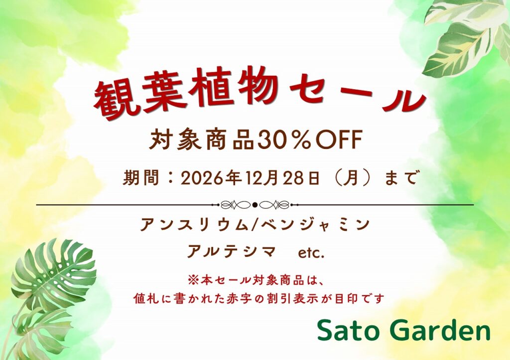 【お知らせ】観葉植物セール開催中!(~12月28日まで)