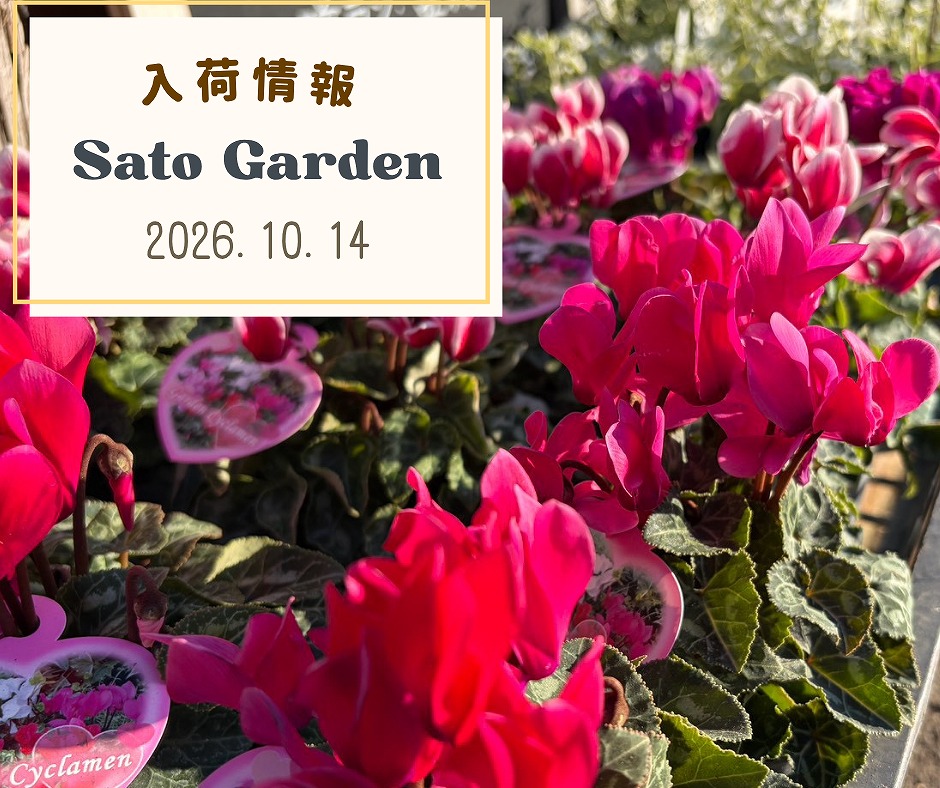 【入荷情報】2026.10.14