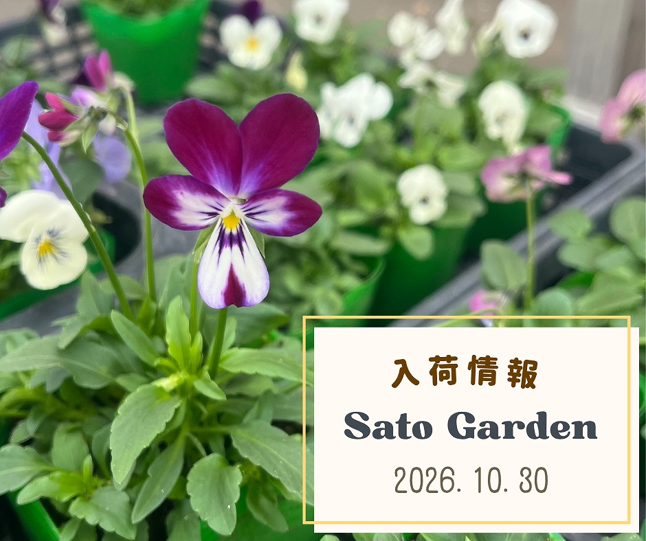 【入荷情報】2026.10.30