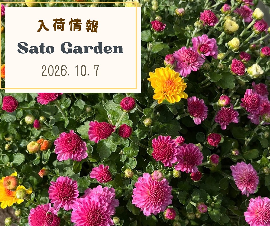 【入荷情報】2026.10.7