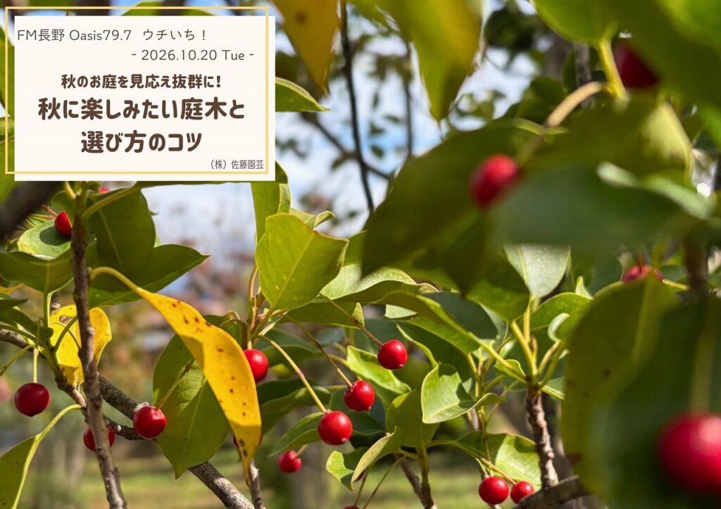 【Oasis79.7 ウチいち!】秋のお庭を見応え抜群に!秋に楽しみたい庭木と選び方のコツ